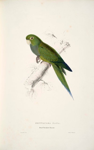 Zwergsittich von Edward Lear